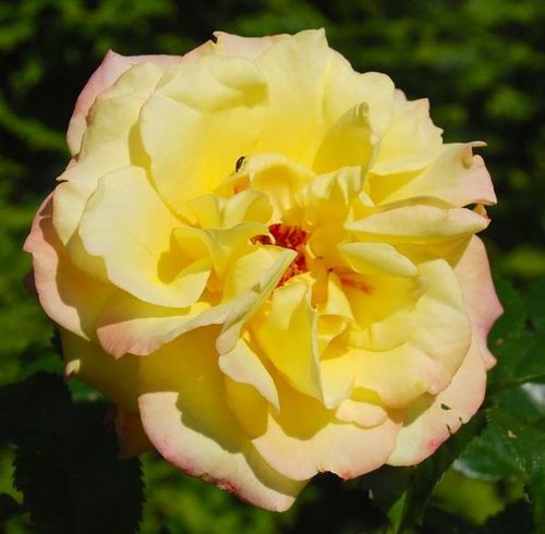 E-commerce, vendita, rose, in, vaso rose arbustive - giallo - Rosa Rugelda ® - rosa dal profumo discreto - W. Kordes & Sons - ,-